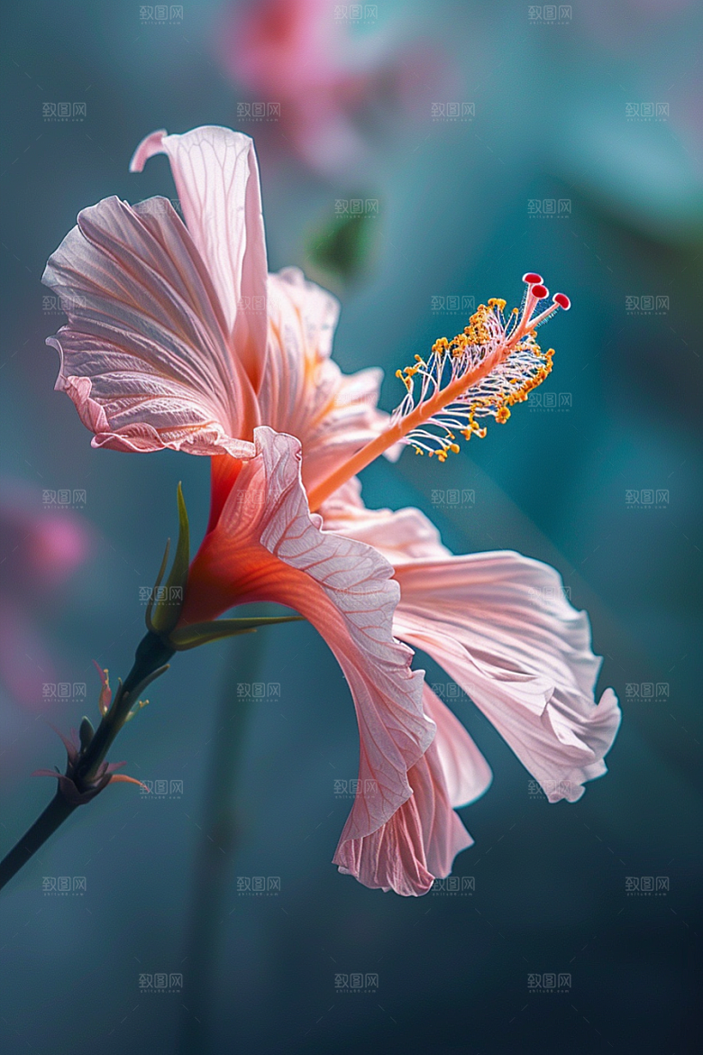 木槿花清新花朵摄影图