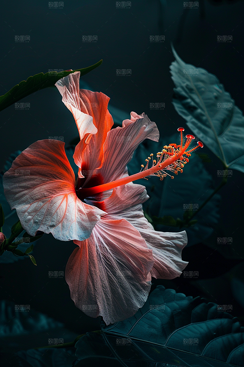 木槿花唯美花卉摄影图