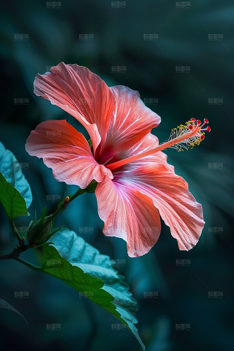 木槿花夏天夏季摄影图