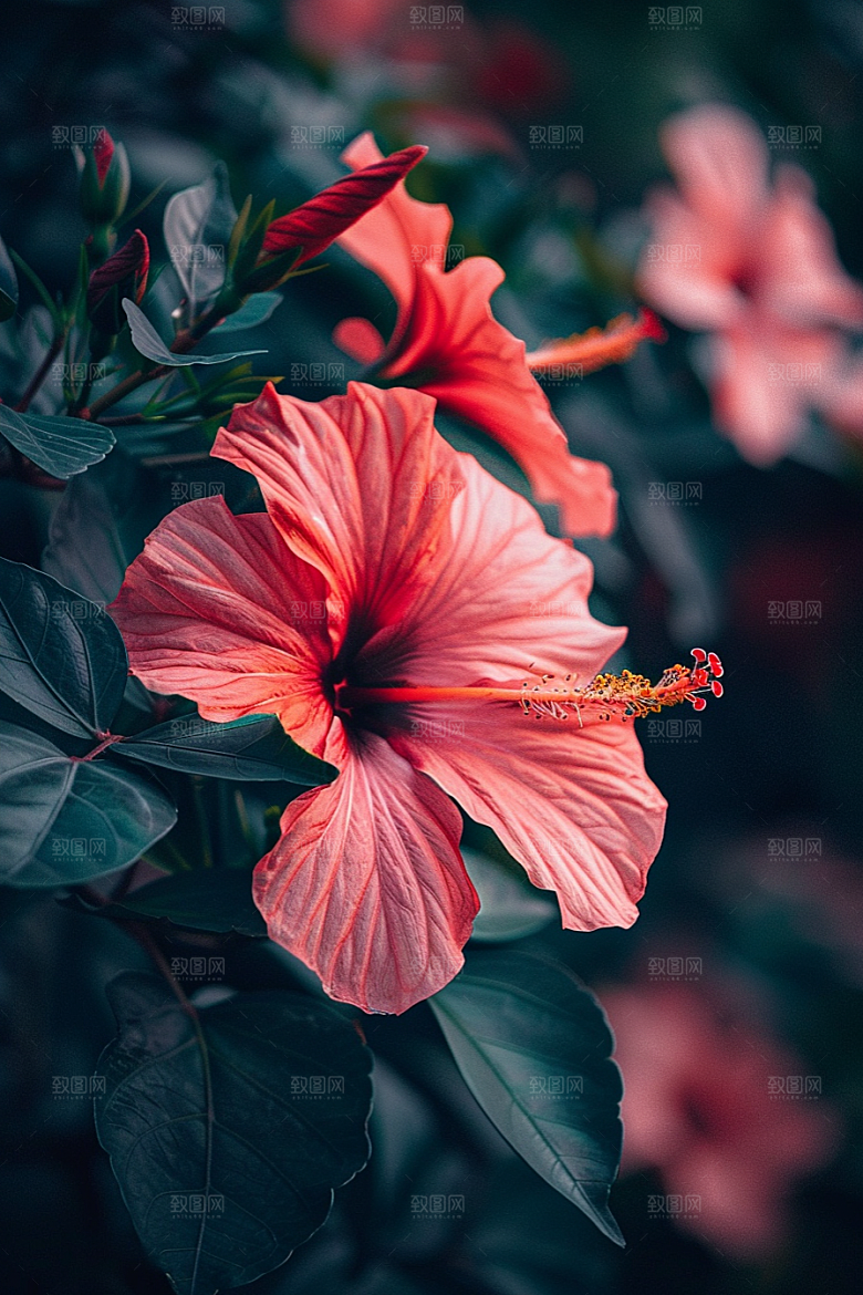 木槿花木棉花朵摄影图