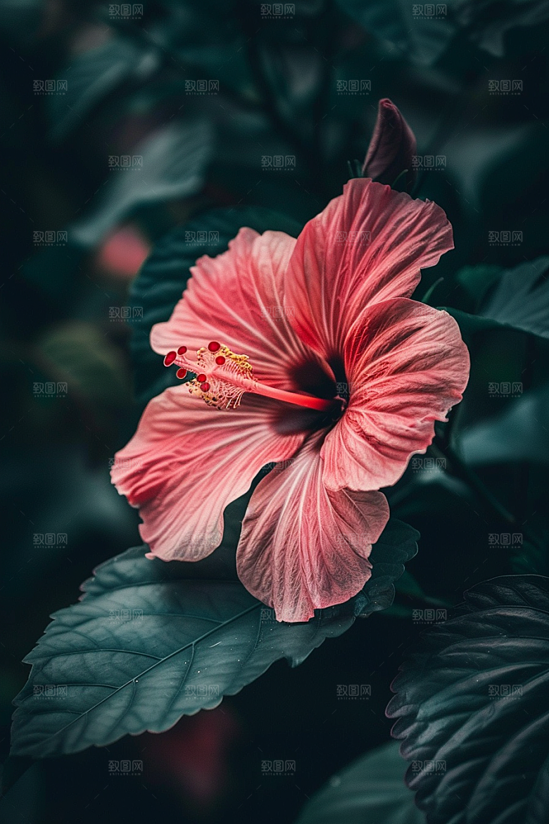 木槿花夏季植物摄影图