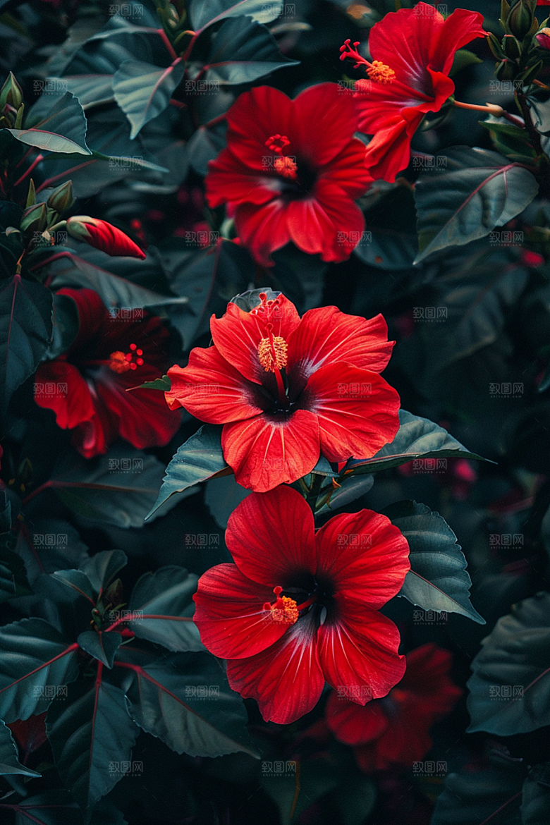 木槿花自然唯美摄影图