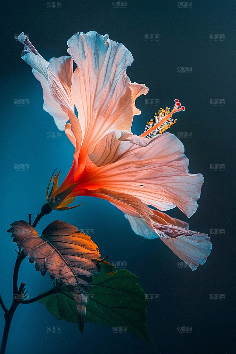 木槿花自然夏季摄影图