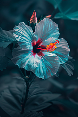 木槿花夏天清新摄影图