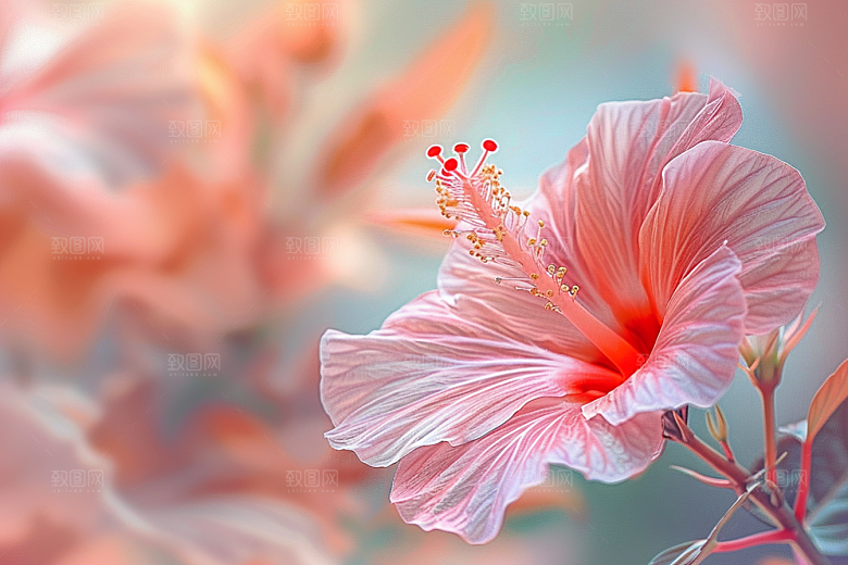 木槿花夏天植物摄影图