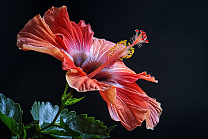 木槿花植物清新摄影图