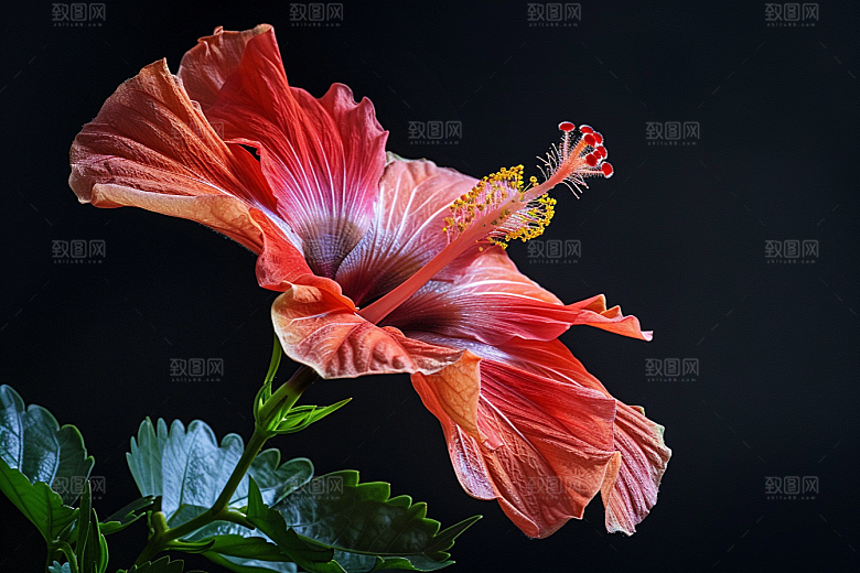木槿花植物清新摄影图
