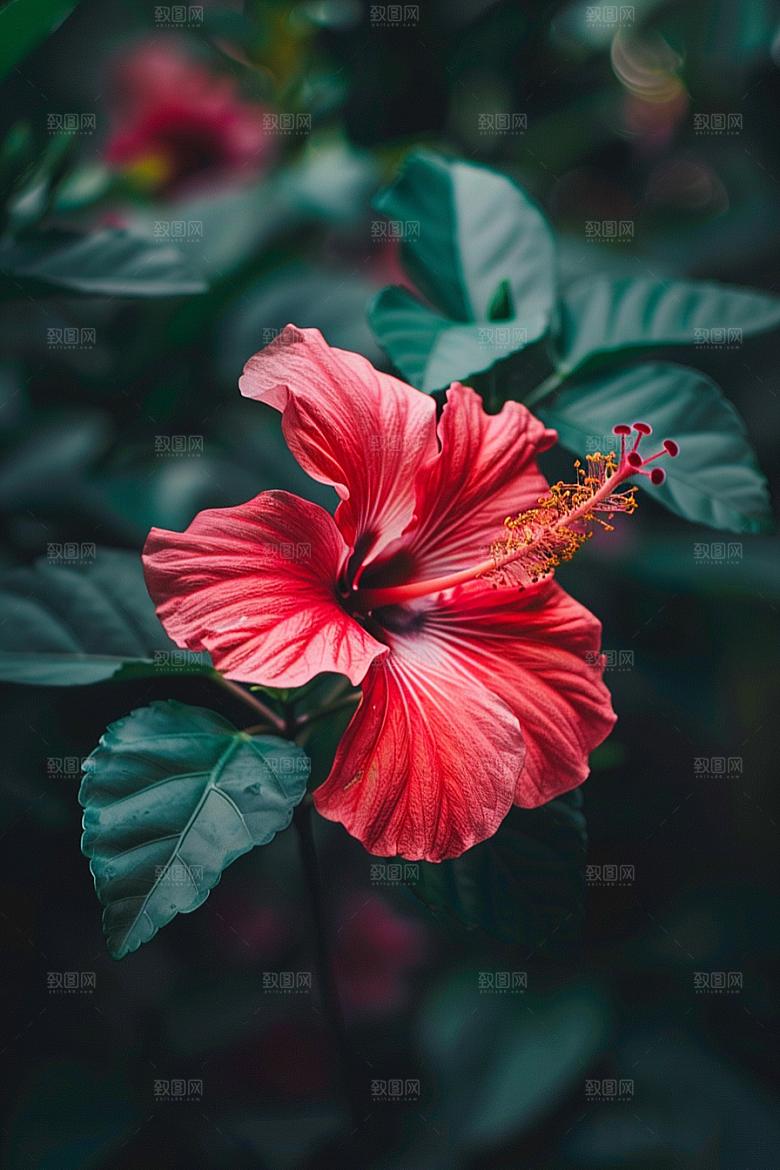 木槿花唯美夏天摄影图