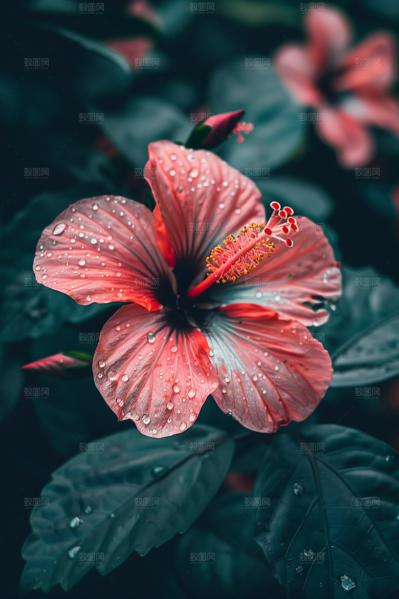 木槿花彩色木棉摄影图