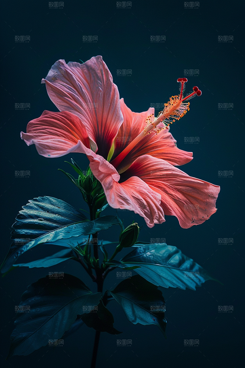 木槿花自然高清摄影图