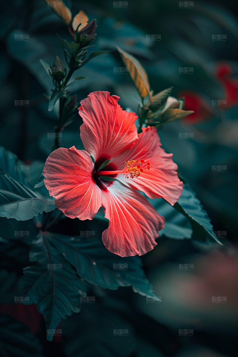 木槿花唯美夏天摄影图