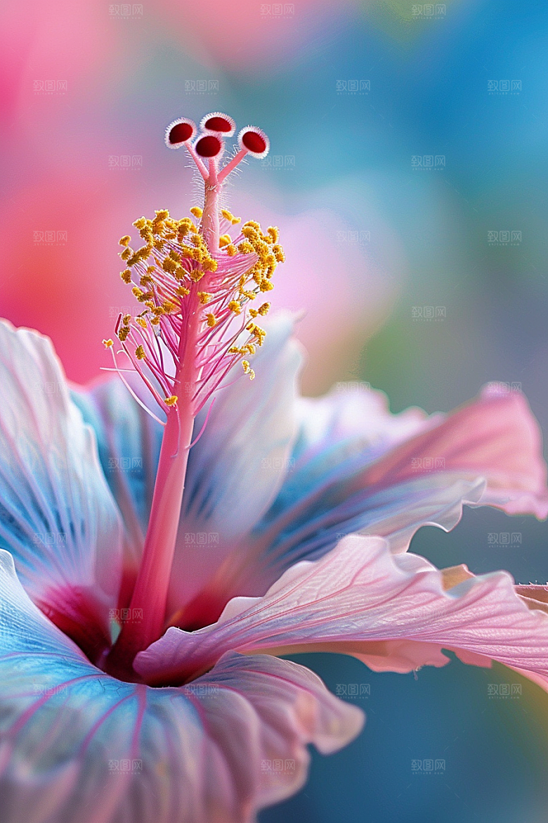 木槿花夏季清新摄影图