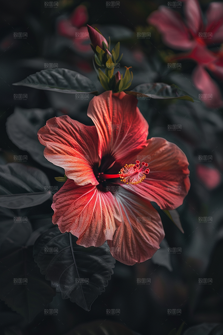 木槿花高清清新摄影图