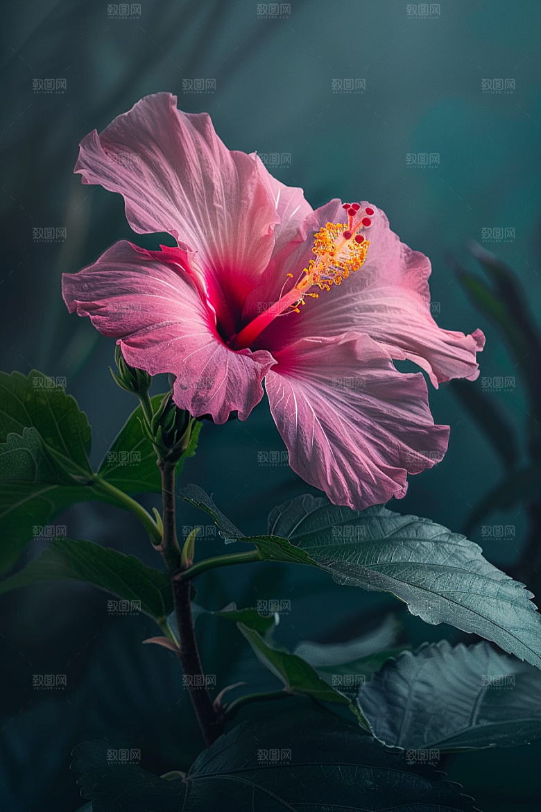 木槿花花朵夏季摄影图