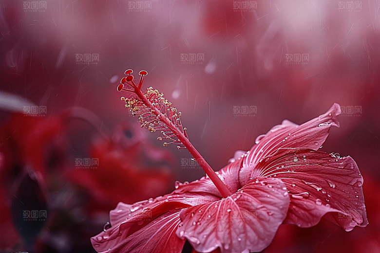 木槿花高清花朵摄影图