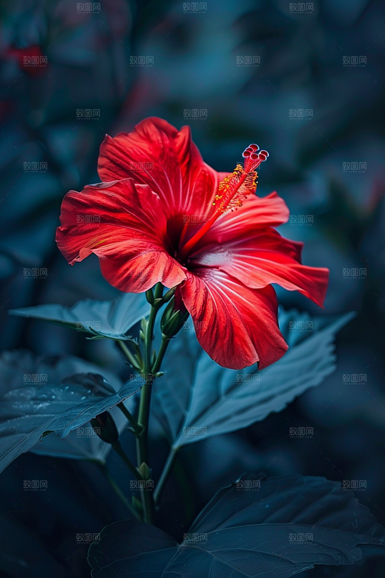 木槿花彩色夏季摄影图