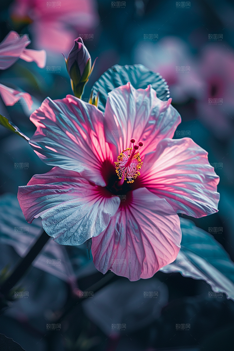 木槿花花朵清新摄影图