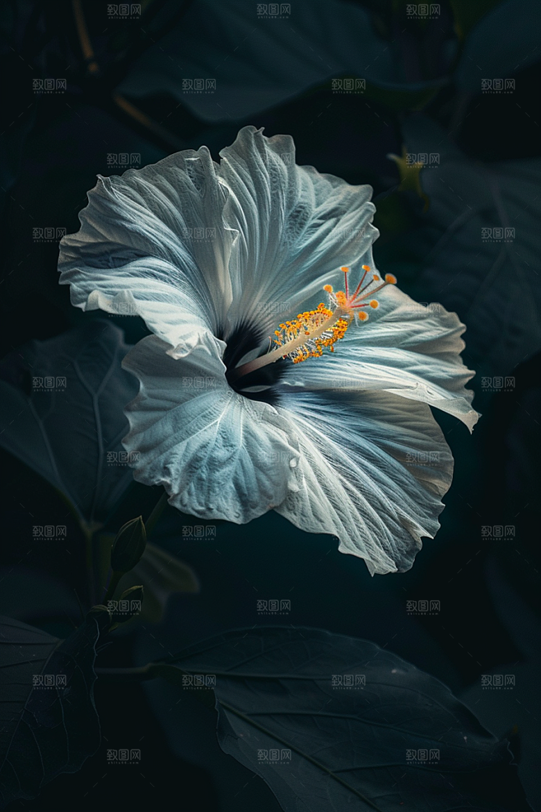 木槿花木棉清新摄影图