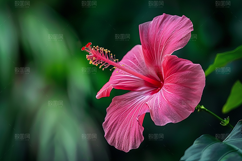 木槿花夏天自然摄影图