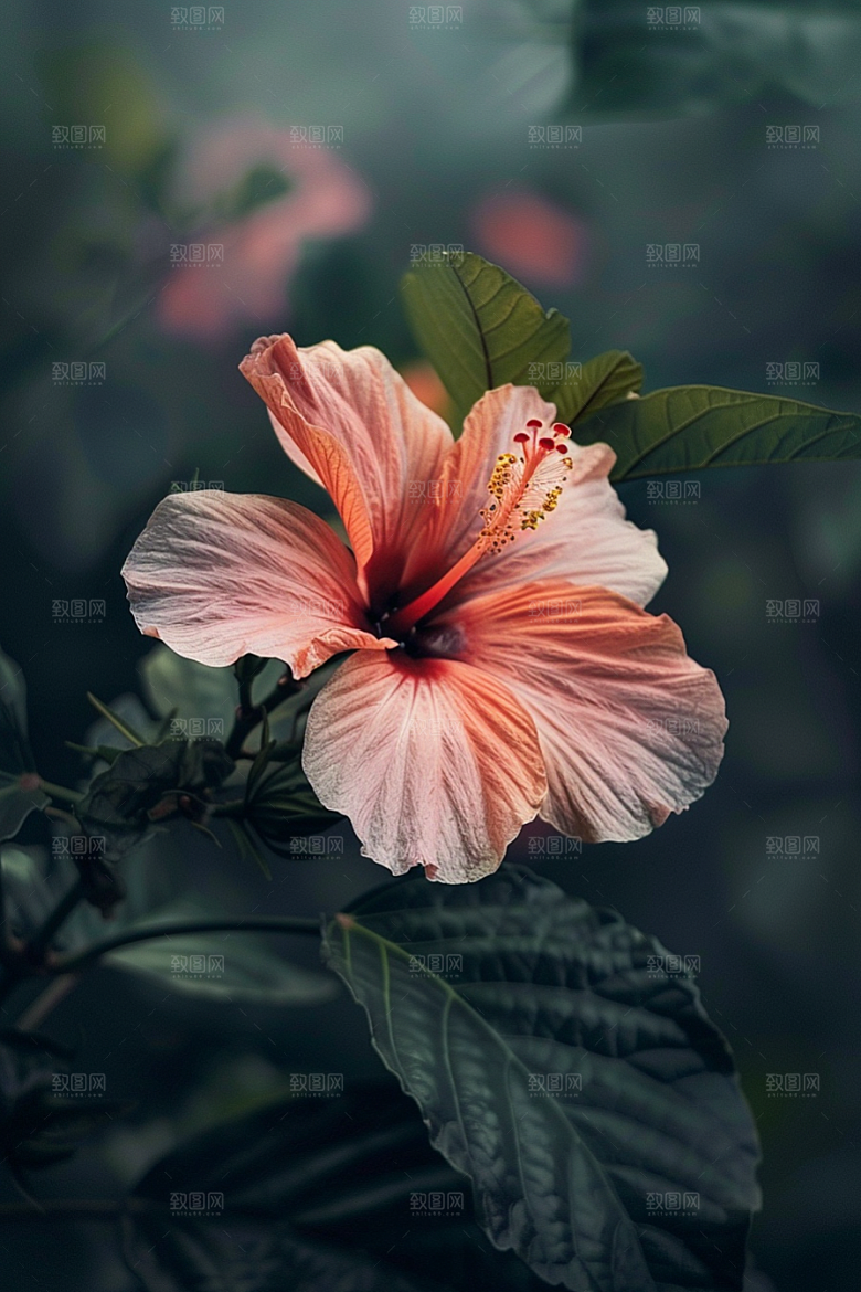 木槿花自然花卉摄影图