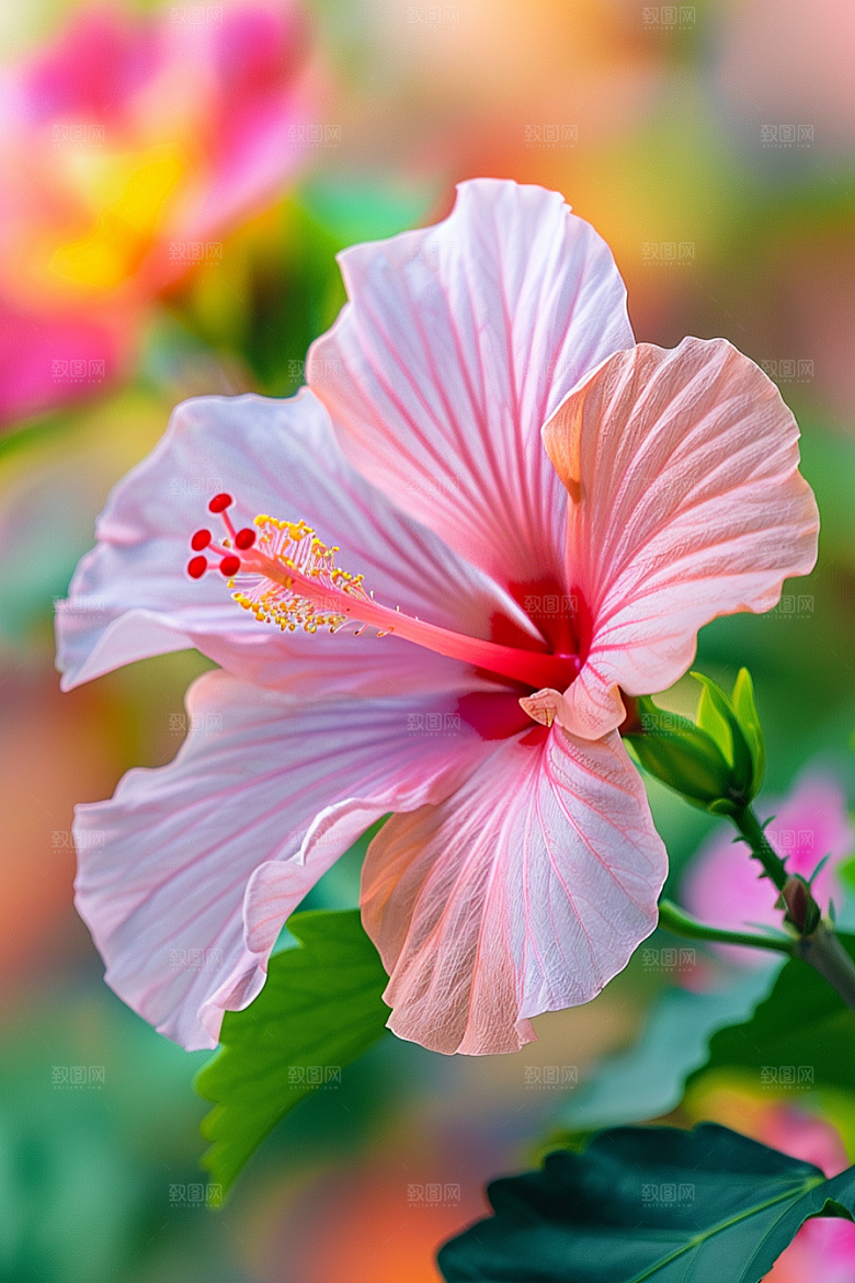 木槿花清新花卉摄影图