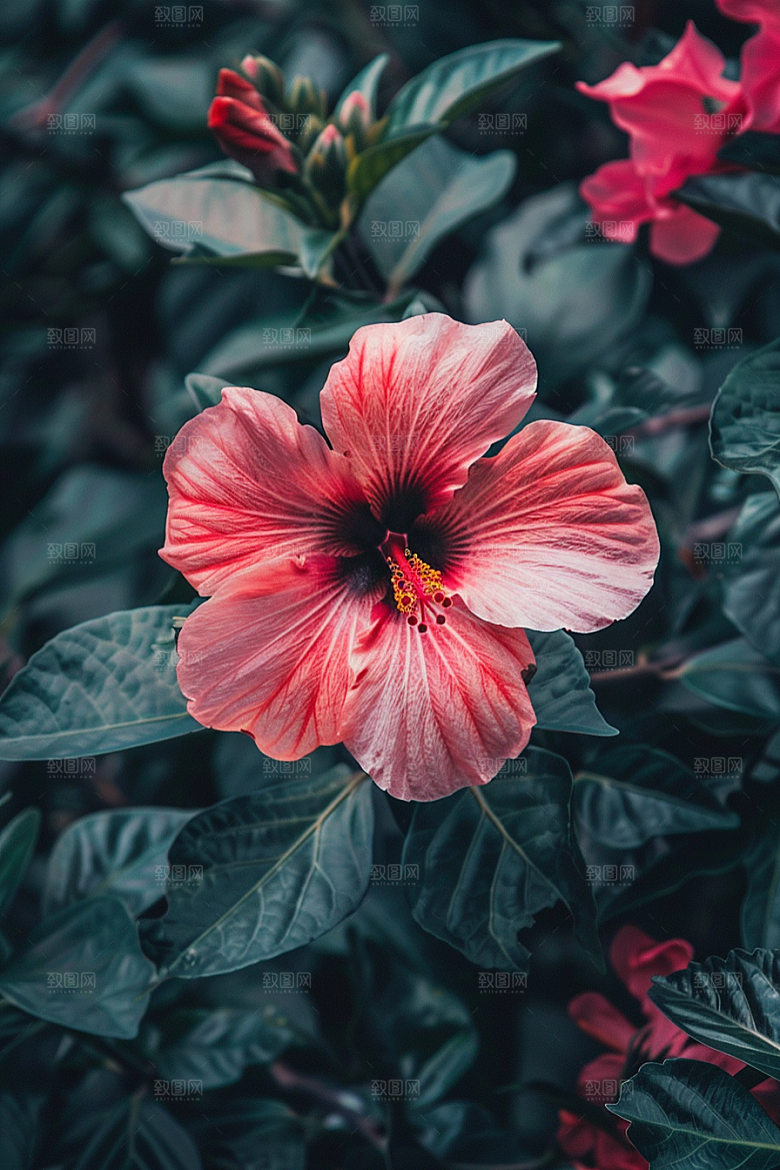 木槿花彩色自然摄影图