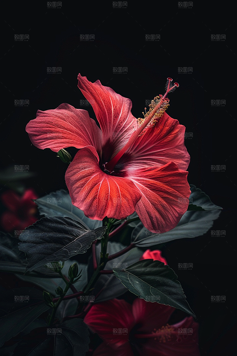 木槿花高清唯美摄影图