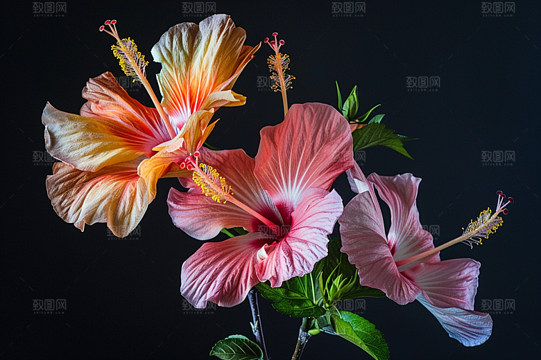 木槿花夏天彩色摄影图