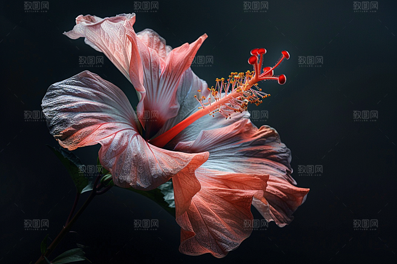 木槿花唯美夏季摄影图