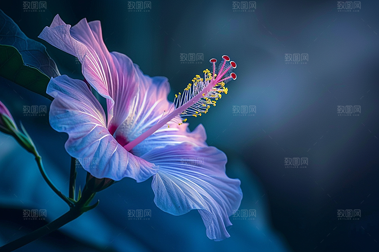 木槿花花卉自然摄影图