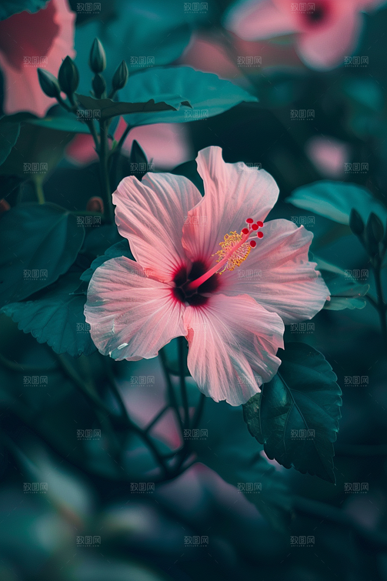 木槿花夏天彩色摄影图