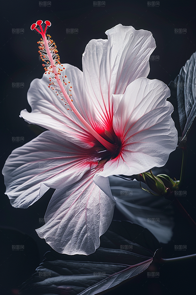 木槿花自然唯美摄影图