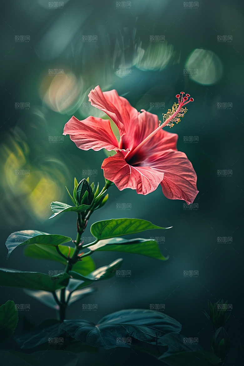 木槿花夏季夏天摄影图