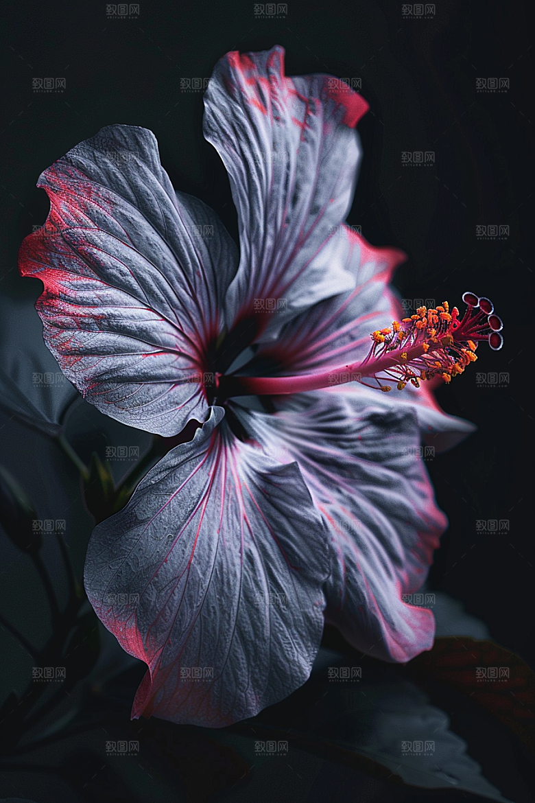 木槿花清新植物摄影图