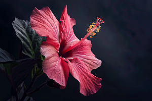 木槿花夏季唯美摄影图
