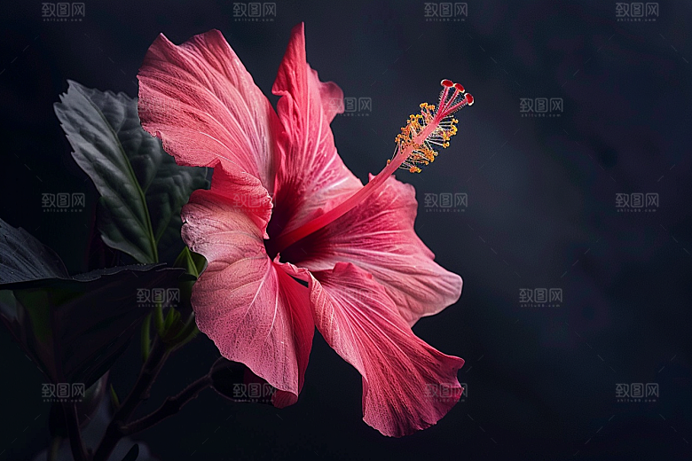 木槿花夏季唯美摄影图