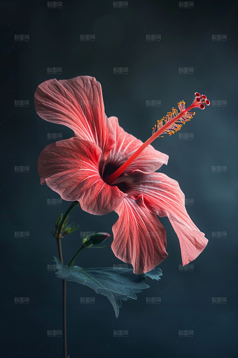 木槿花花朵自然摄影图
