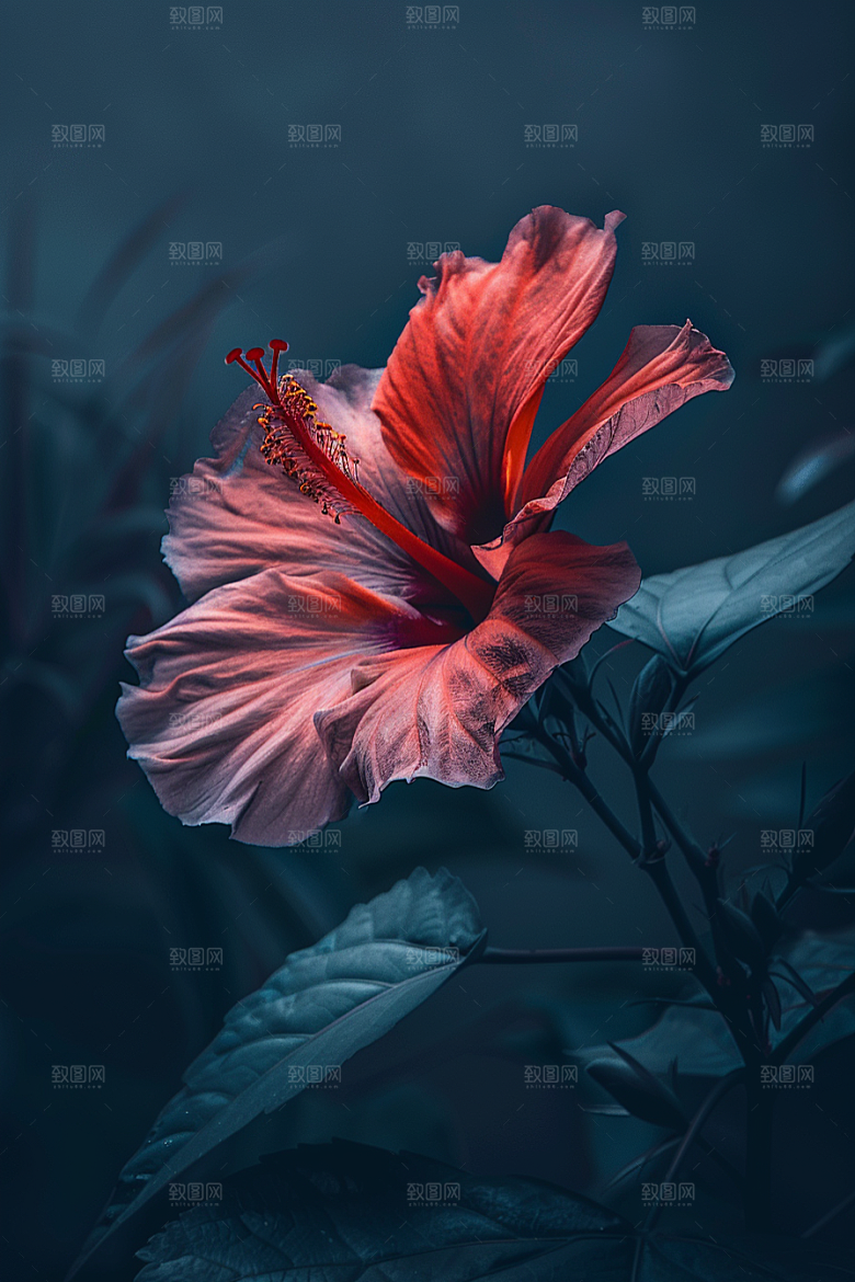 木槿花花朵木棉摄影图