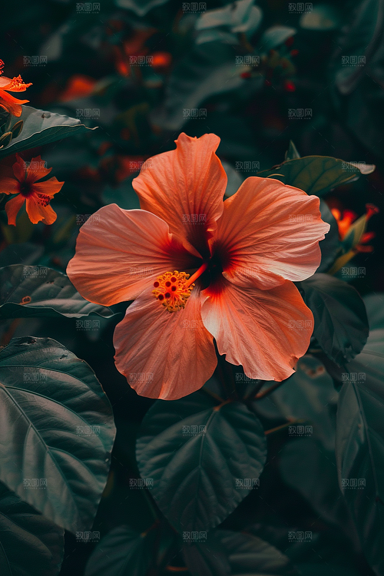 木槿花彩色花卉摄影图