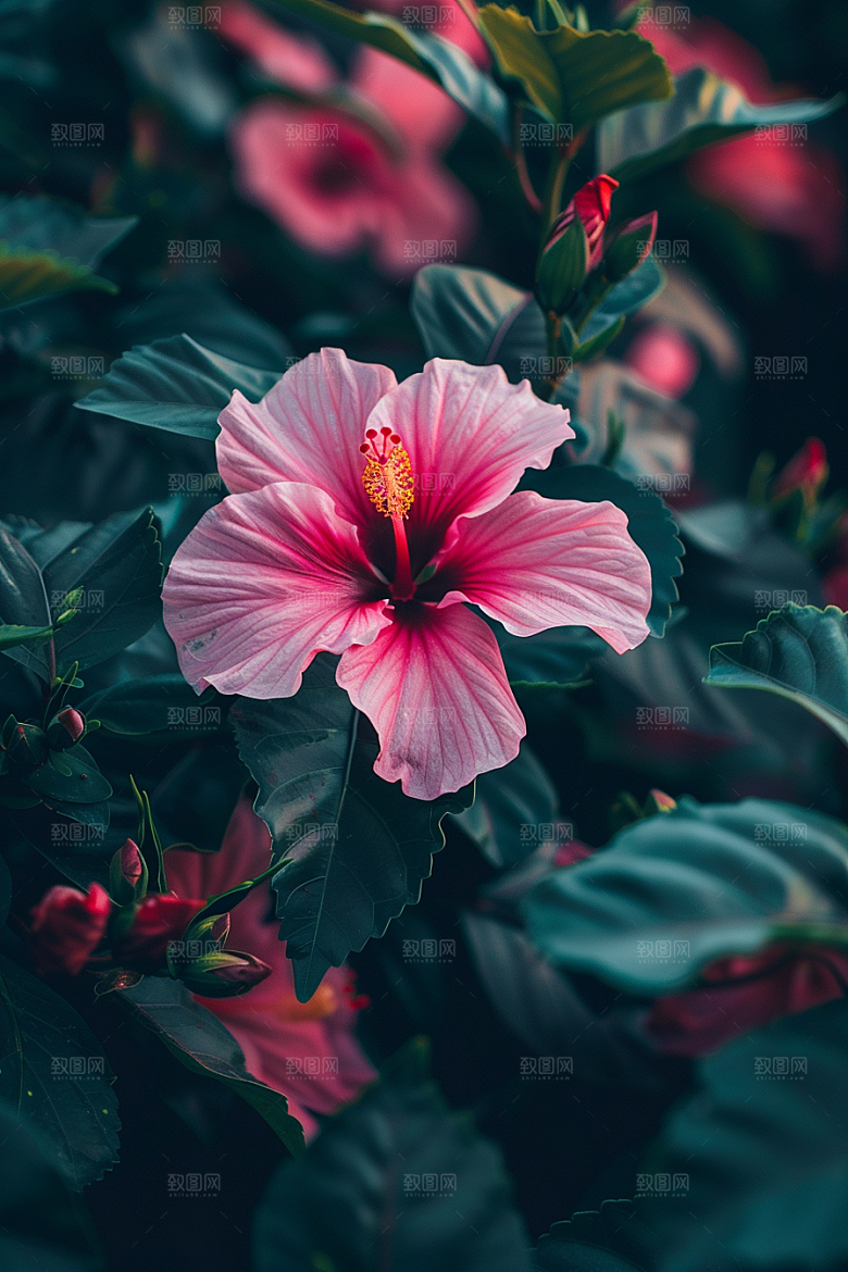 木槿花木棉花卉摄影图