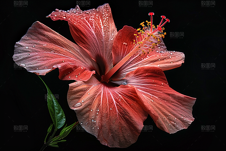 木槿花清新夏季摄影图