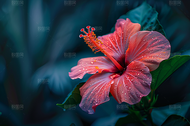 木槿花木棉唯美摄影图