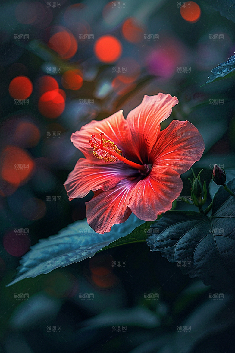 木槿花清新自然摄影图
