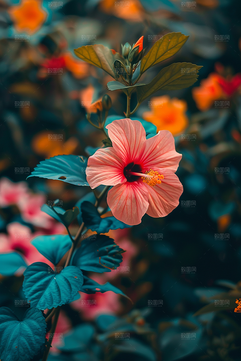 木槿花木棉唯美摄影图