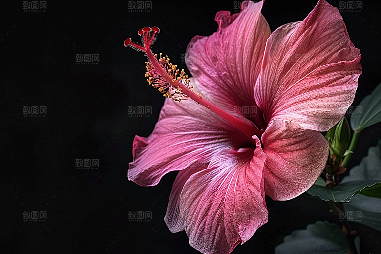 木槿花夏天植物摄影图