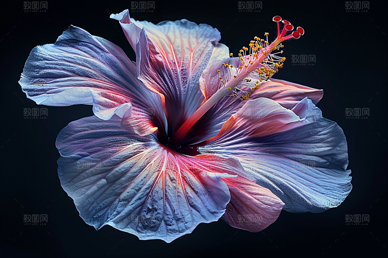 木槿花花卉自然摄影图