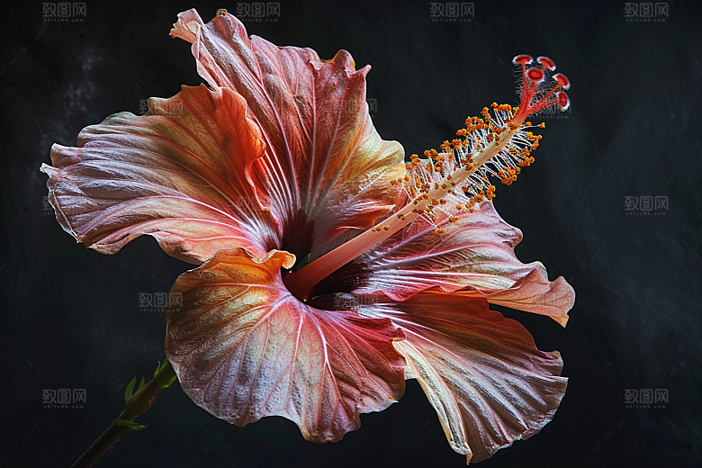 木槿花唯美夏季摄影图