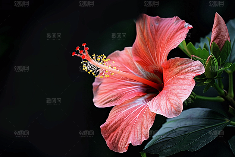 木槿花木棉清新摄影图
