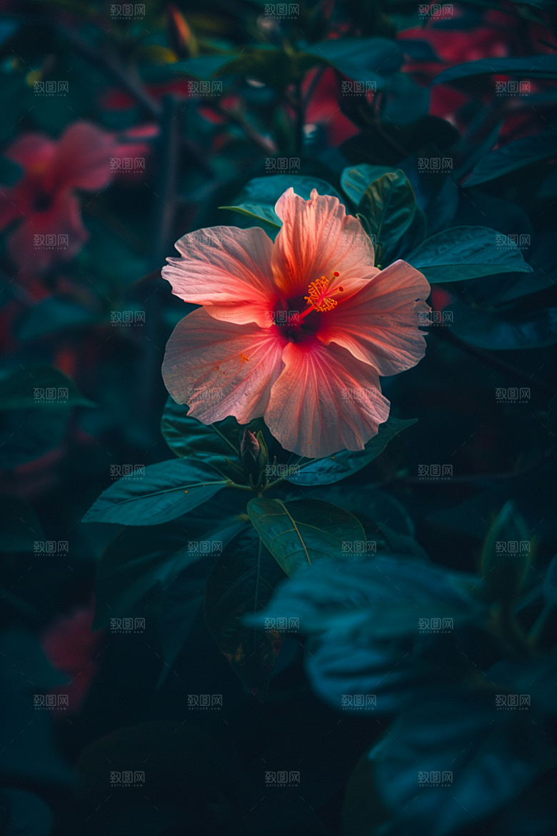 木槿花自然木棉摄影图
