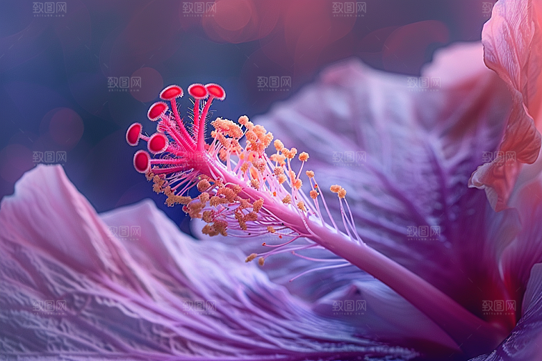 木槿花彩色高清摄影图